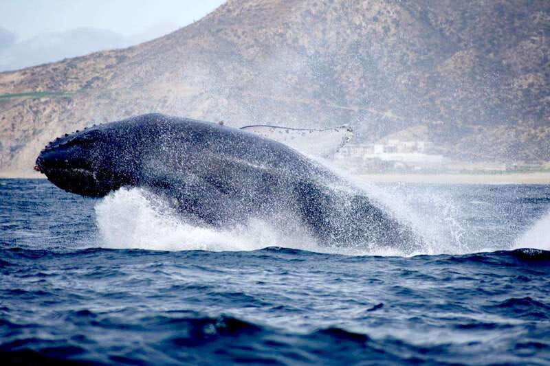 Whale Watch Cabo: Zodiac Whale Adventure - FREE Photos - Small Group Advantage: Better Spotting With Max 10 Guests