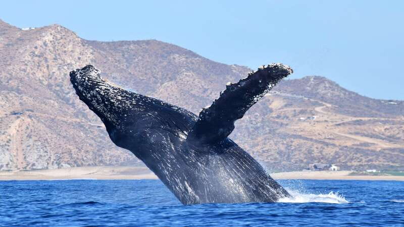 Whale Watch Cabo: Zodiac Whale Adventure - FREE Photos - Whale Sightings Guarantee: How It Lowers Your Risk
