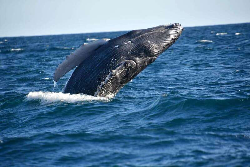 Whale Watch Cabo: Zodiac Whale Adventure - FREE Photos - Duration and Timing: What 2.5 Hours Feels Like