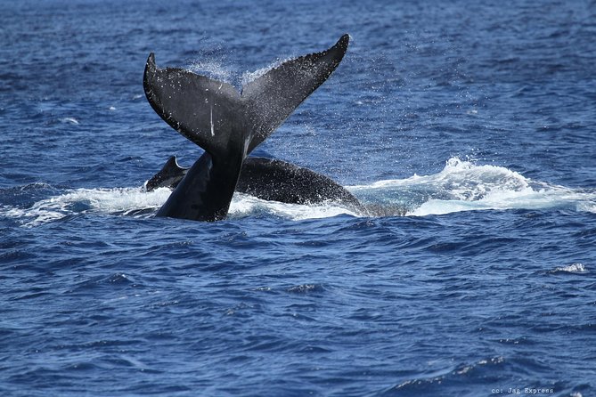 Whale Watch Cruise Aboard The Majestic - What you pass by on the way: Aloha Tower, skyline energy, and camera moments