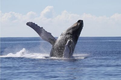Whale Watch Cruise Aboard The Majestic - Diamond Head and Waikiki views from the decks (choose your comfort level)