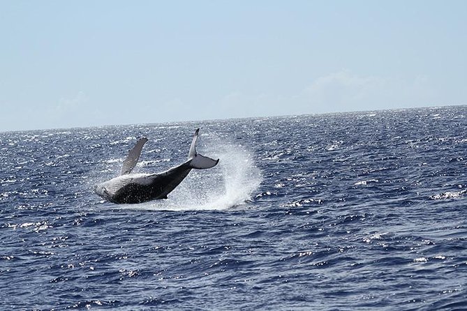 Whale Watch Cruise Aboard The Majestic - Naturalist spotting: what to listen for and what to do when a pod appears