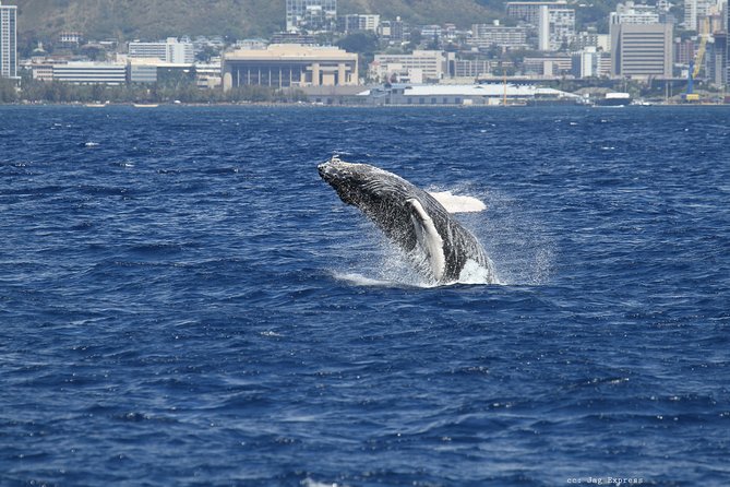 Whale Watch Cruise Aboard The Majestic - Other marine life: turtles, dolphins, and the bonus sightings factor