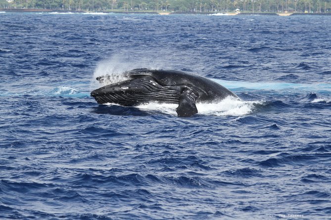 Whale Watch Cruise Aboard The Majestic - The free return cruise: your backup plan when whales don’t appear