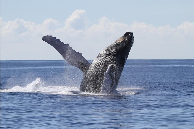Whale Watch Cruise Aboard The Majestic - Diamond Head and Waikiki views from the decks (choose your comfort level)