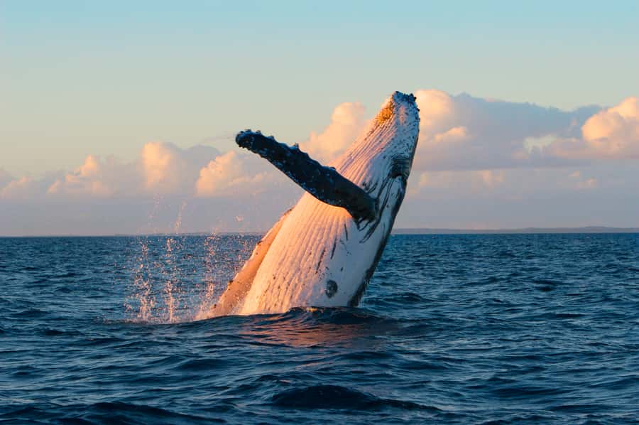 Whale Watch Sail Ma'alaea - Maui Harbor to Ocean Spirit: where this whale watch starts