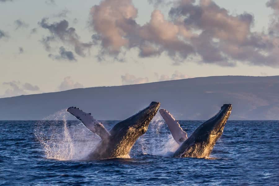 Whale Watch Sail Ma'alaea - The 90-minute rhythm: what happens during the cruise
