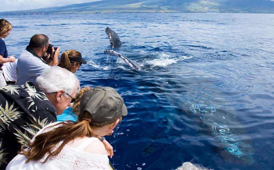 Whale Watch Sail Ma'alaea - What you’re actually looking for: humpbacks in Maui waters