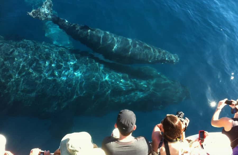 Whale Watch Sail Ma'alaea - Mothers, calves, and male competition: the behavior lessons that feel real