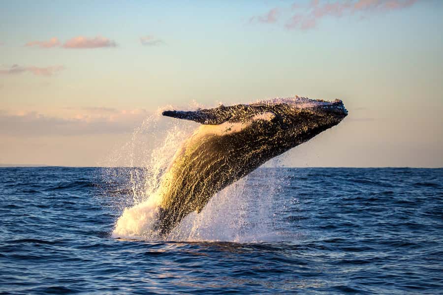 Whale Watch Sail Ma'alaea - Ocean Spirit comfort and onboard extras: what’s included (and why it matters)