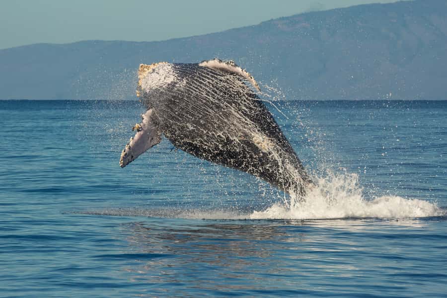 Whale Watch Sail Ma'alaea - Who should book Whale Watch Sail Maalaea