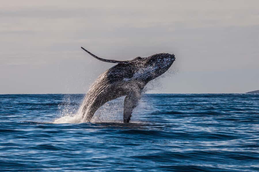 Whale Watch Sail Ma'alaea - Booking tips that help you get the best sightings