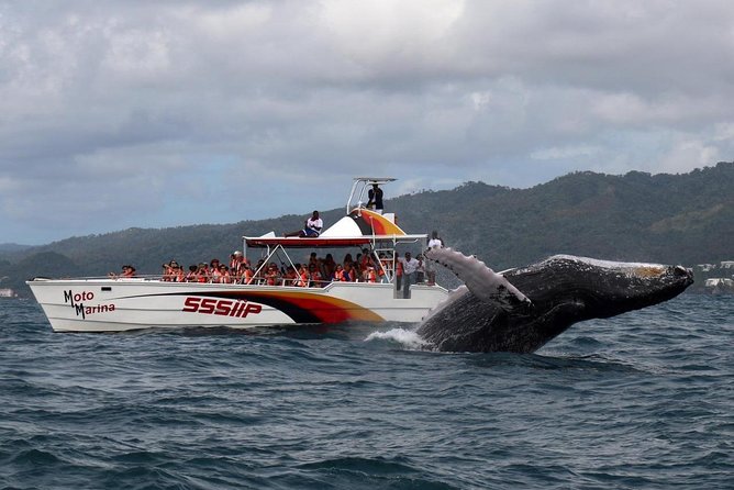 Whale watch tour from Santo Domingo with Bacardi Island and lunch included - A smooth day hinges on the people running it