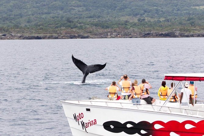 Whale watch tour from Santo Domingo with Bacardi Island and lunch included - What could annoy you