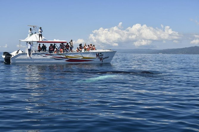 Whale watch tour from Santo Domingo with Bacardi Island and lunch included - Jan–Mar humpback magic, with one big reality check