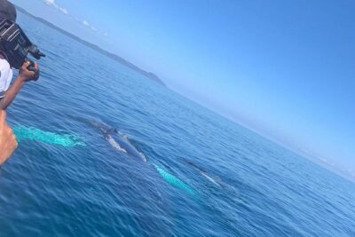 Whale watch tour from Santo Domingo with Bacardi Island and lunch included - Key highlights to know before you go