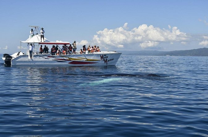 Whale watch tour from Santo Domingo with Bacardi Island and lunch included - Santa Bárbara de Samaná: a quick look at local life