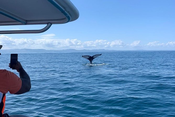 Whale watch tour from Santo Domingo with Bacardi Island and lunch included - Samana Bay whale watching: the part you can’t control