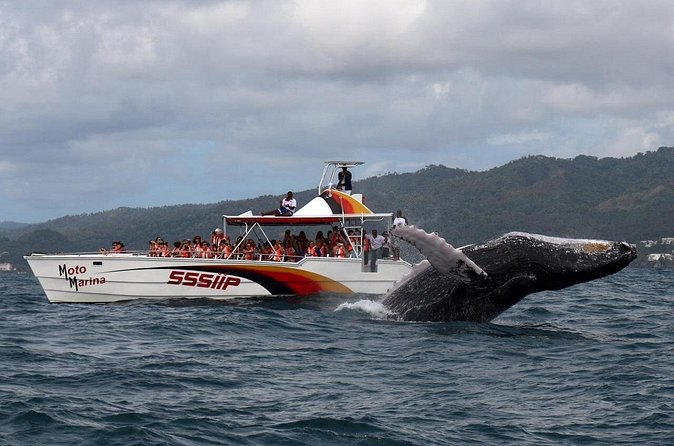 Whale watch tour from Santo Domingo with Bacardi Island and lunch included - Cayo Levantado (Bacardi Island): beach time that makes the day feel complete