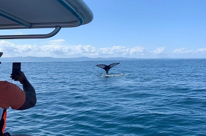 Whale watch tour from Santo Domingo with Bacardi Island and lunch included - Price and value: what $229.95 is buying you