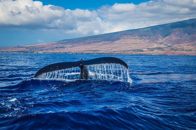 Whale Watching - Key things to know before you go