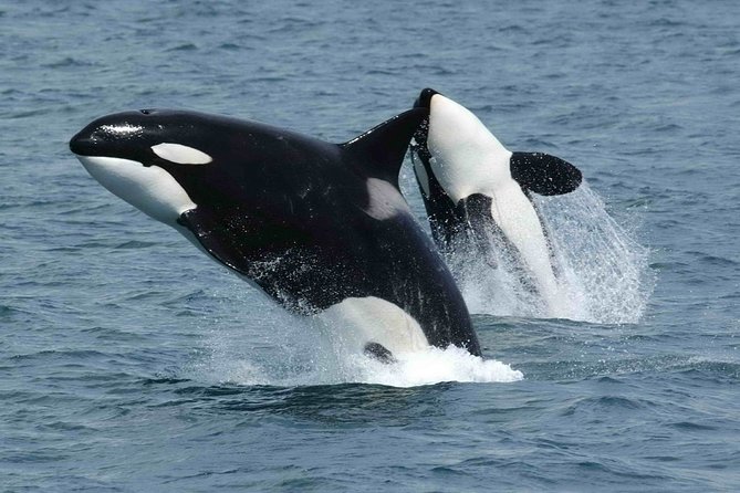 Whale Watching - Sayulita to the open sea: Oceano 1 and Banderas Bay views