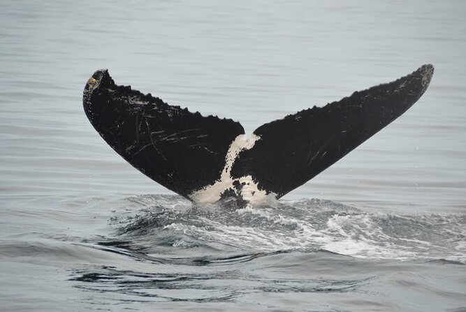 Whale watching 3 hours in Puerto Vallarta - Key takeaways before you go