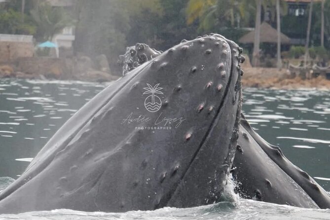 Whale watching 3 hours in Puerto Vallarta - Whale watching in Puerto Vallarta: what you’re really buying