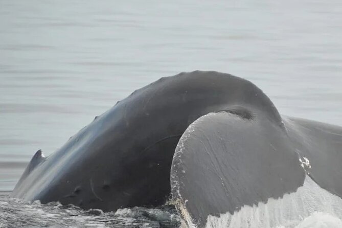 Whale watching 3 hours in Puerto Vallarta - How the 3-hour cruise usually plays out (and why it can feel shorter)