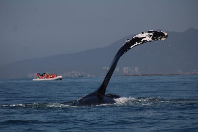 Whale watching 3 hours in Puerto Vallarta - Humpback whale spotting: what’s actually exciting to look for