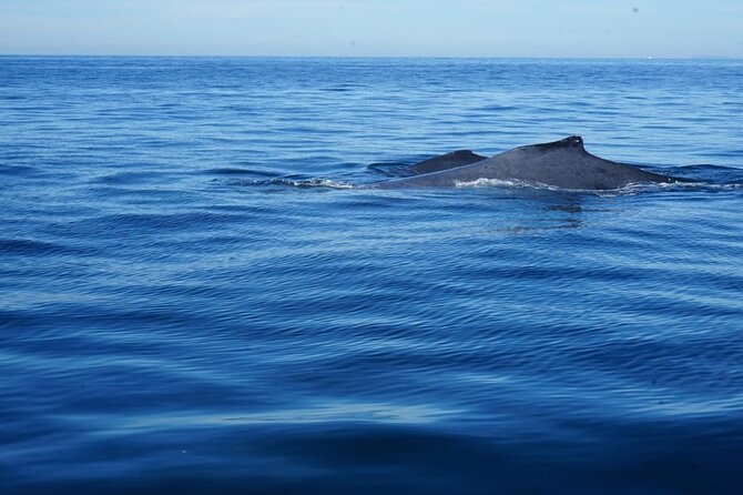 Whale watching 3 hours in Puerto Vallarta - Captain and whale guide: English can be hit or miss