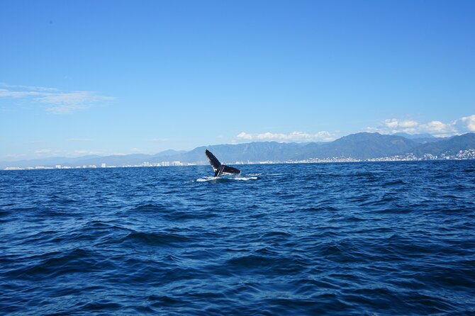 Whale watching 3 hours in Puerto Vallarta - Price and the real total: $48 plus the port tax reality