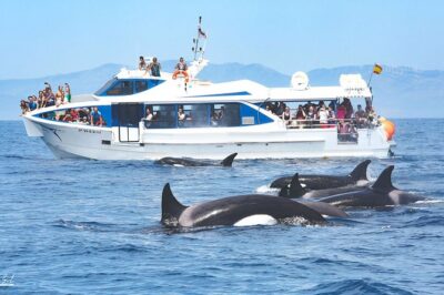 Whale watching - How the hydrophone search works off the west coast