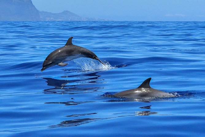 Whale Watching - The 3-hour itinerary: what happens once you’re on the water
