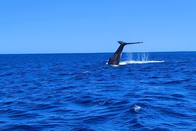 Whale watching 6 people half day - Key things I’d clock before you go