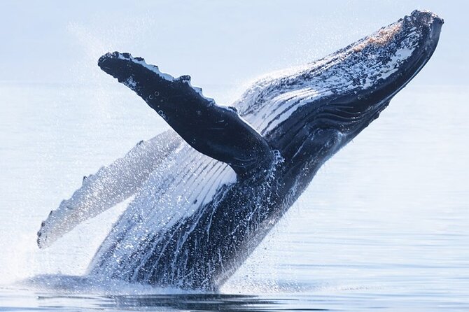 Whale watching 6 people half day - Where You Start in Moorea (and What That Means for Your Morning)