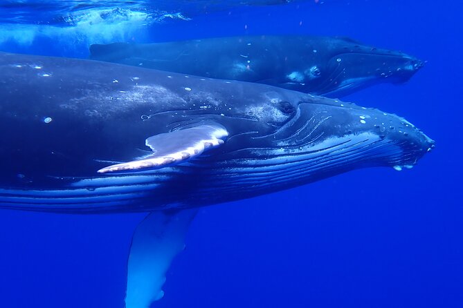 Whale watching 6 people half day - The Crew’s Whale-Finding Style: Calm, Animal-Friendly, and Flexible
