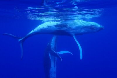 Whale watching 6 people half day - Small-Group Whale Watching: What the Max-6 Setup Improves