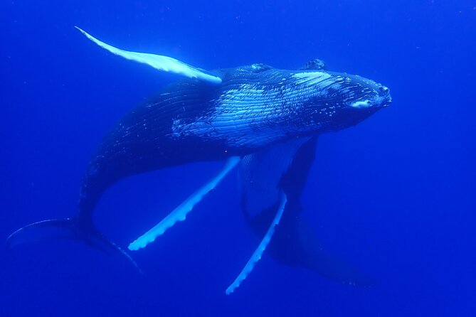 Whale watching 6 people half day - Snorkeling and Swimming: When You’ll Want Fins, and When You Can Stay Safe Onboard