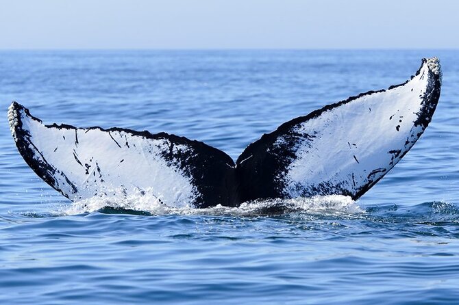 Whale watching 6 people half day - Seasickness and Rough-Water Reality: Plan Like an Adult (In a Nice Way)