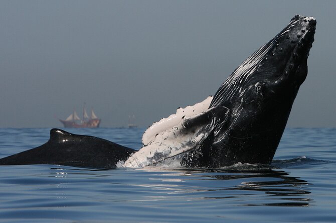 Whale Watching - Small group, big attention: how a local guide changes the trip