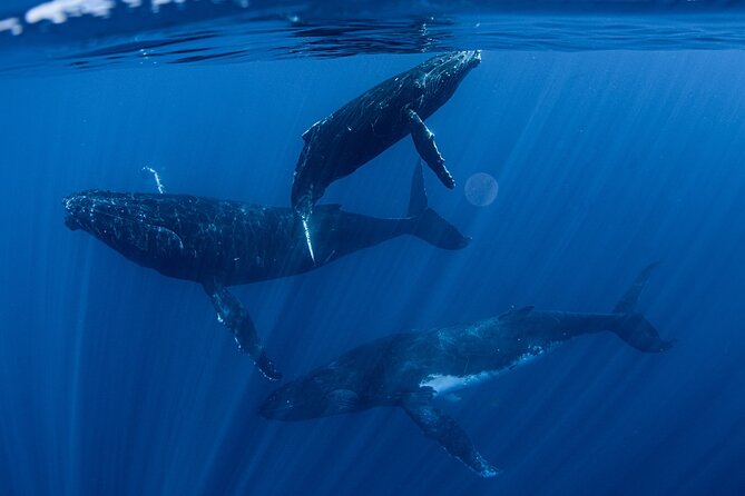 Whale Watching Activity - Quick hits (what makes this whale trip work)
