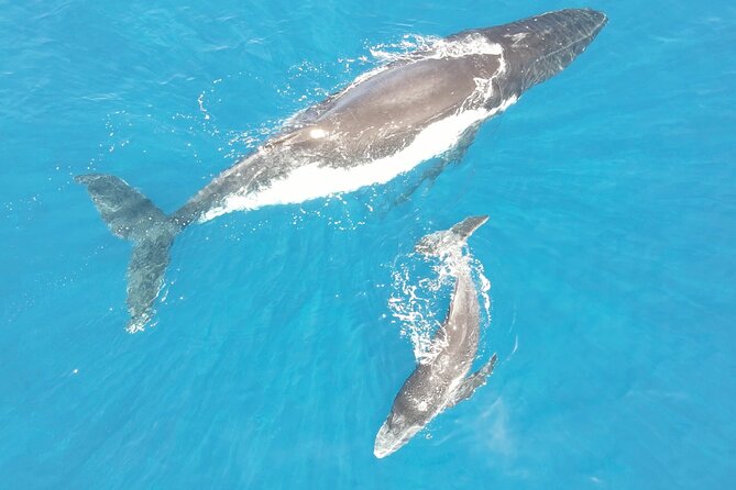 Whale Watching Activity - Small group format: why 6 in the water feels different