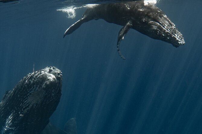 Whale Watching Activity - Price and value: is $285.44 worth it?
