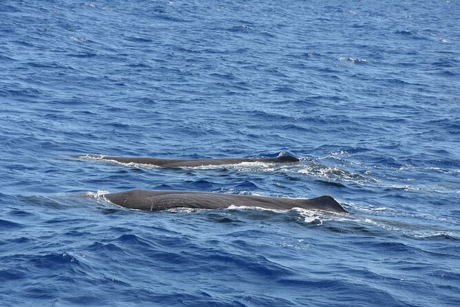 Whale Watching Activity in North Coast - Quick Take: Who This Whale Trip Fits
