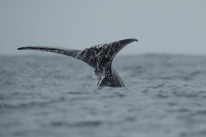 Whale Watching Activity in North Coast - The Boat Setup: Semi-Rigid Power With Sensible Safety