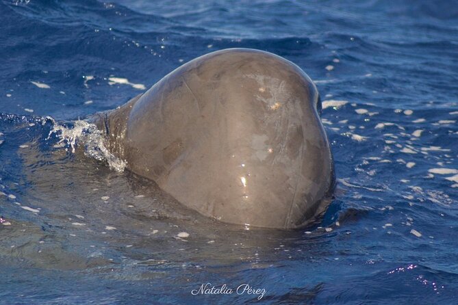 Whale Watching Activity in North Coast - The 3-Hour Flow: How the Day Unfolds on the Water