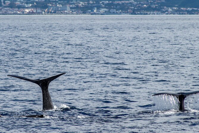 Whale Watching Activity in North Coast - Included Gear: What Waterproof Jackets Actually Do For You