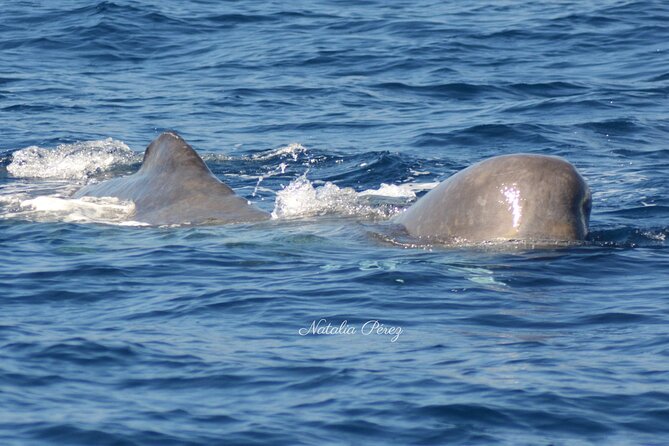 Whale Watching Activity in North Coast - What You’re Really Looking For: Sperm Whales and the Hunt Mindset