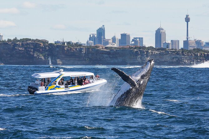 Whale Watching Adventure Cruise - Key highlights before you go